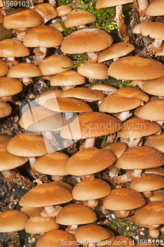 Image of Velvet foot, Flammulina velutipes