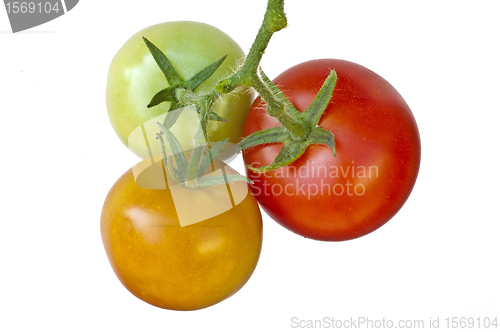 Image of tomato ripe and unripe fruits