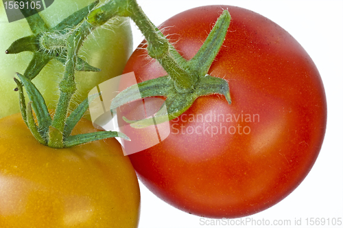 Image of tomato ripe and unripe fruits