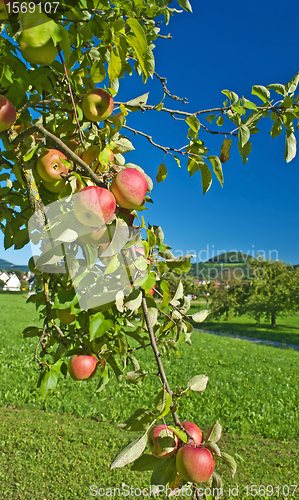 Image of apple with blue sky