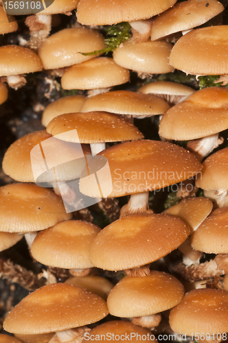 Image of Velvet foot, Flammulina velutipes