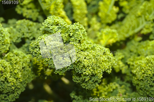 Image of green kale 