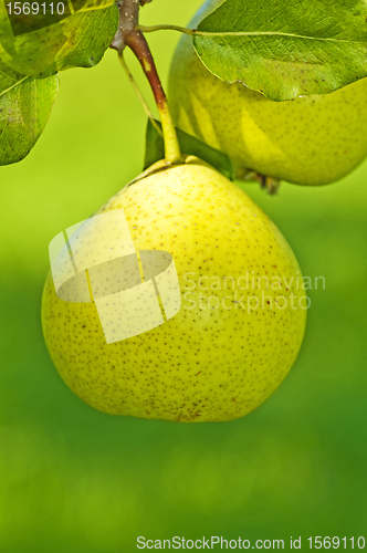 Image of perry-pear