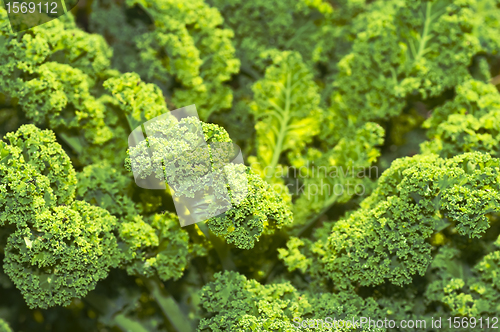 Image of green kale 