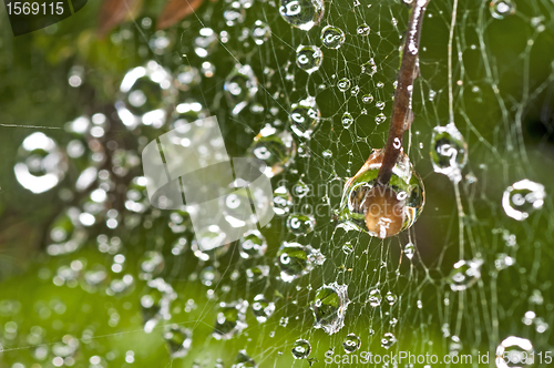 Image of spider web with raindrops