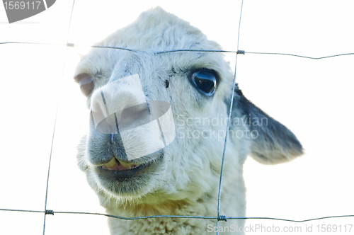 Image of Alpaca, Vicugna pacos