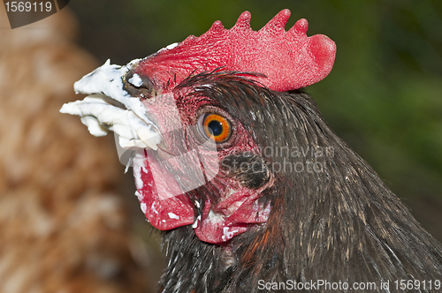 Image of chicken with smeared beak