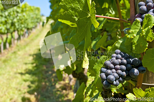 Image of blue ripe grapes in a vineyard