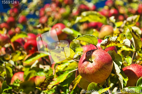 Image of apple on a tree