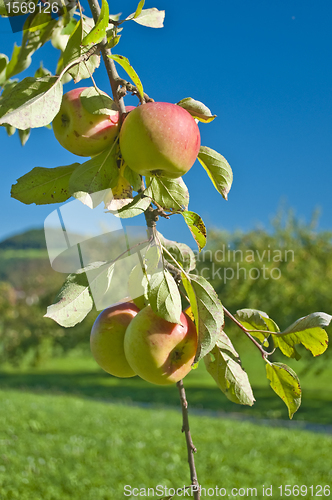 Image of apple with blue sky