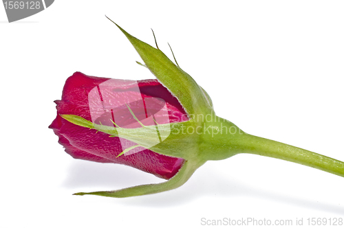 Image of rose