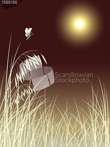 Image of butterfly grass in moon night pattern