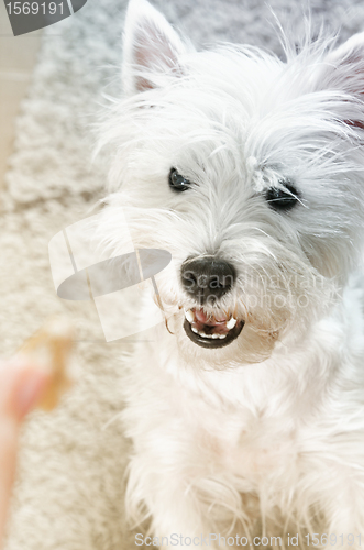 Image of West highland white terrier