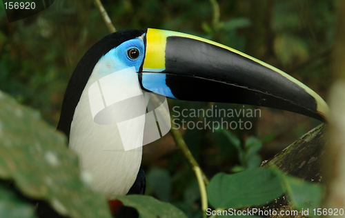 Image of the ecuadorian amazonian rain forest toucan