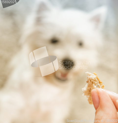 Image of West highland white terrier