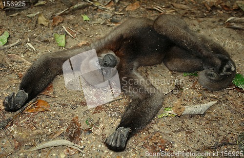 Image of The amazonian rain forest monkey