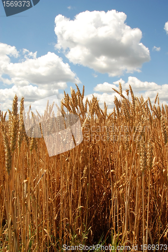 Image of Wheat field