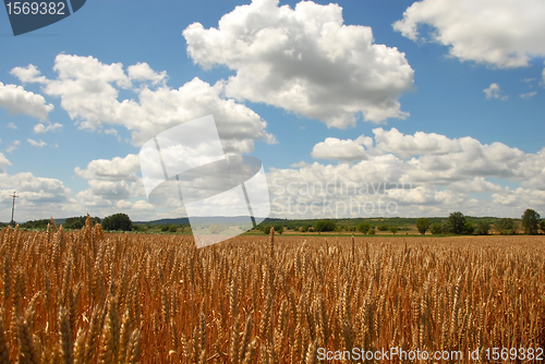 Image of Wheat field