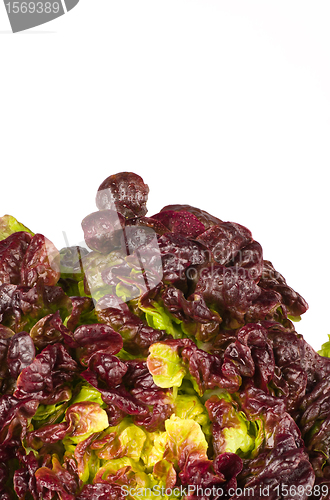 Image of Fresh lettuce