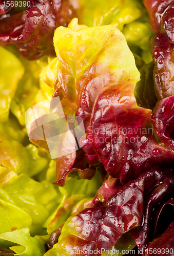 Image of Lettuce closeup