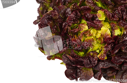 Image of Lollo rosso letuce