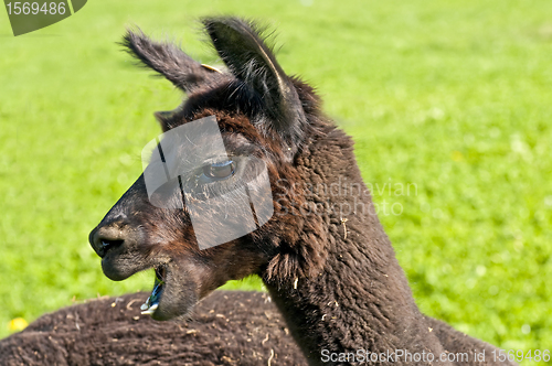 Image of Alpaca, Vicugna pacos 