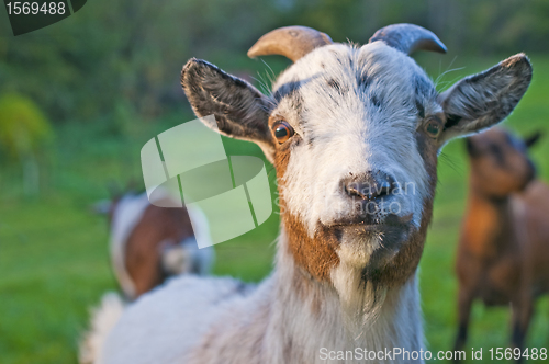 Image of goat