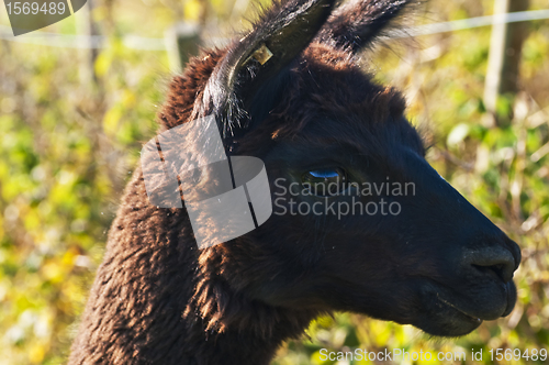 Image of Alpaca, Vicugna pacos 