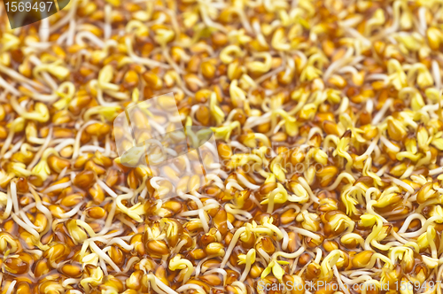 Image of germination of cress