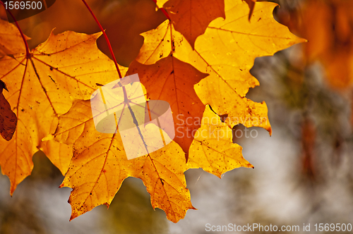 Image of autumnal colored leaves in back light