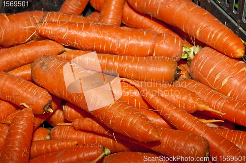 Image of carrot