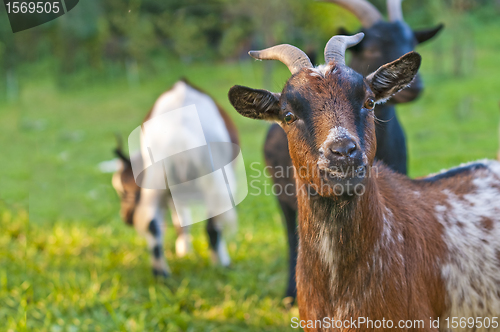 Image of goat