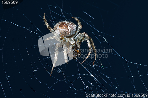 Image of garden spider, Araneus diadematus female