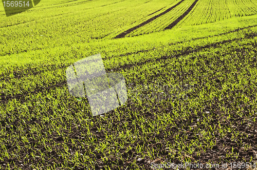 Image of winter wheat 