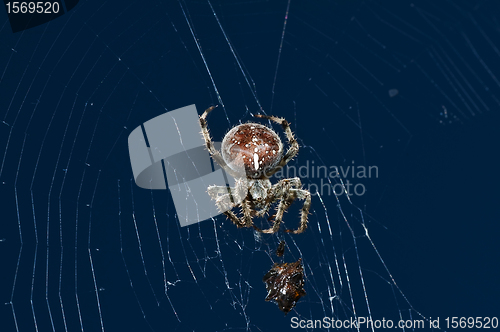 Image of garden spider with victim