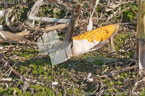 Image of Harvest of corn