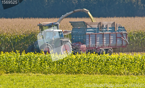 Image of Harvest of corn