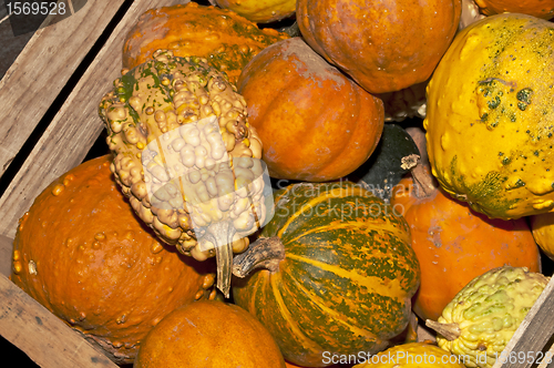 Image of squash