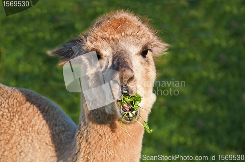 Image of Alpaca, Vicugna pacos 