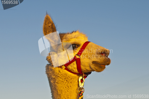 Image of Alpaca, Vicugna pacos amaru