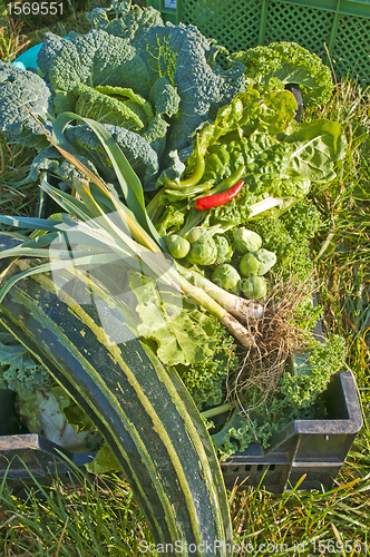 Image of vegetables