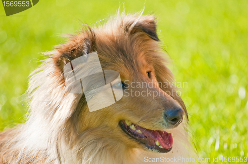 Image of collie