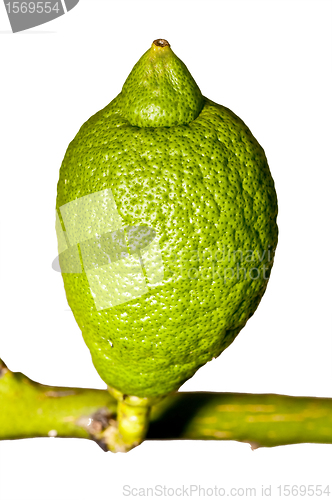 Image of unripe citron at a tree