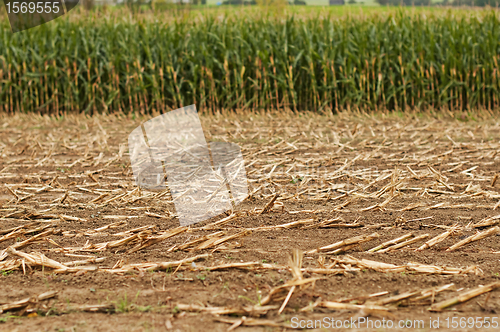 Image of Harvest of corn