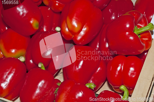 Image of pepper