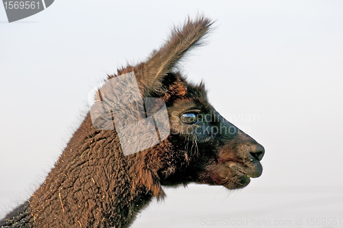 Image of Alpaca, Vicugna pacos 