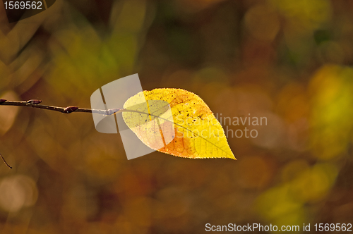 Image of autumnal colored leaf in back light