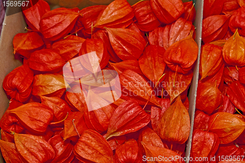 Image of Chinese lantern plant