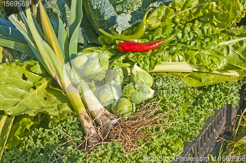 Image of vegetables