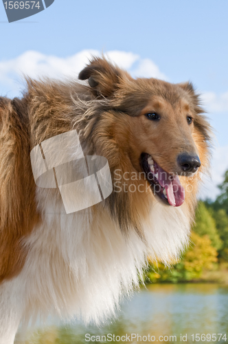 Image of collie puppy sunny